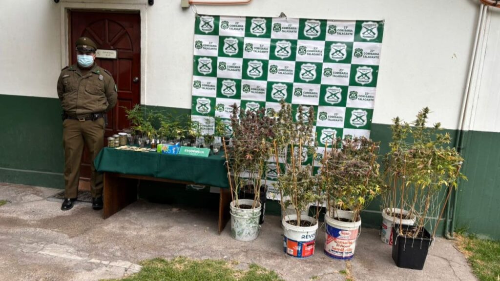 Carabineros desarticula cultivo de cannabis y detiene a sujeto en Talagante