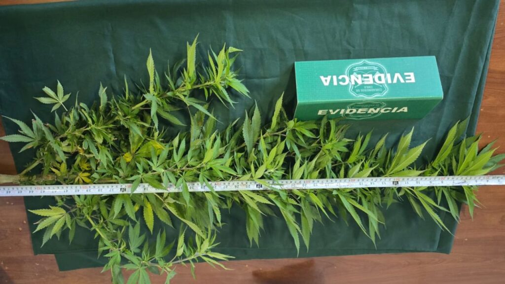 Carabineros detiene a tres personas en procedimientos por robo con violencia y cultivo de cannabis en la Provincia de Talagante